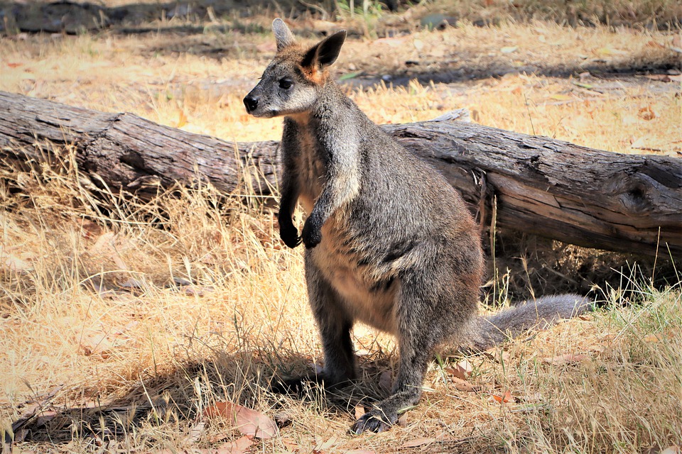 والابی گردن قرمز؛ جانور کیسه دار بومی استرالیا با دوران قاعدگی و بارداری همیشگی
