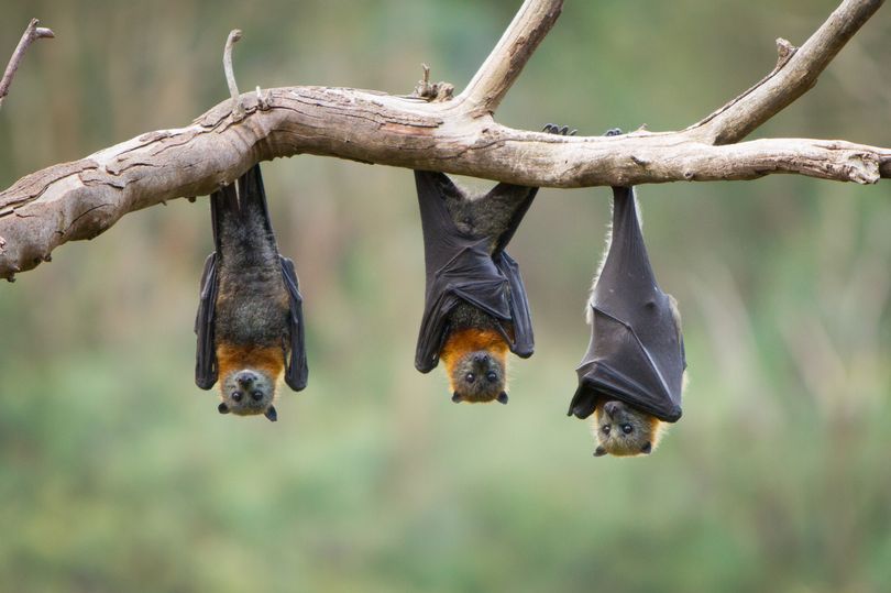 کشف ۷ کرونا ویروس جدید در بدن خفاش های گابن آفریقا