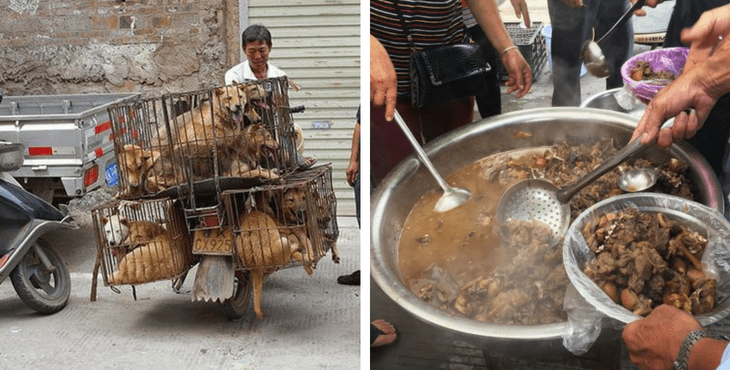 خوردن گوشت سگ در چین