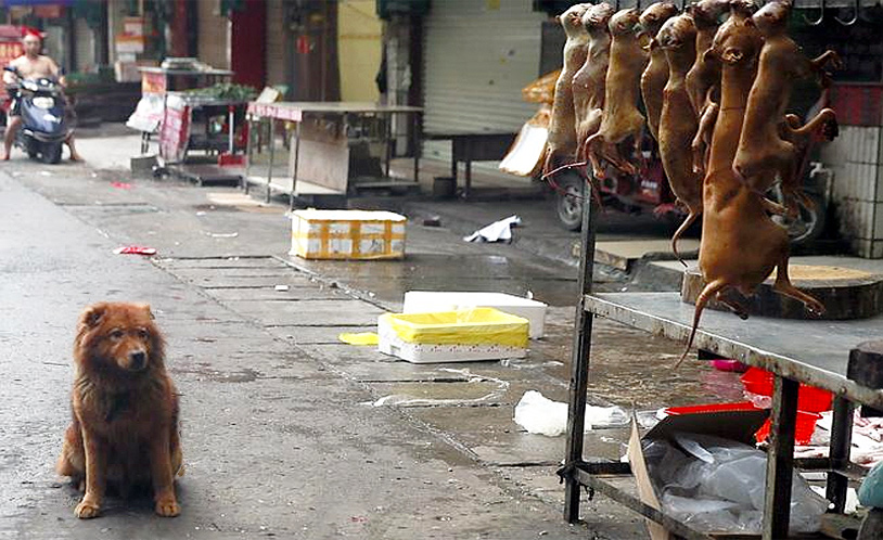خوردن گوشت سگ در چین