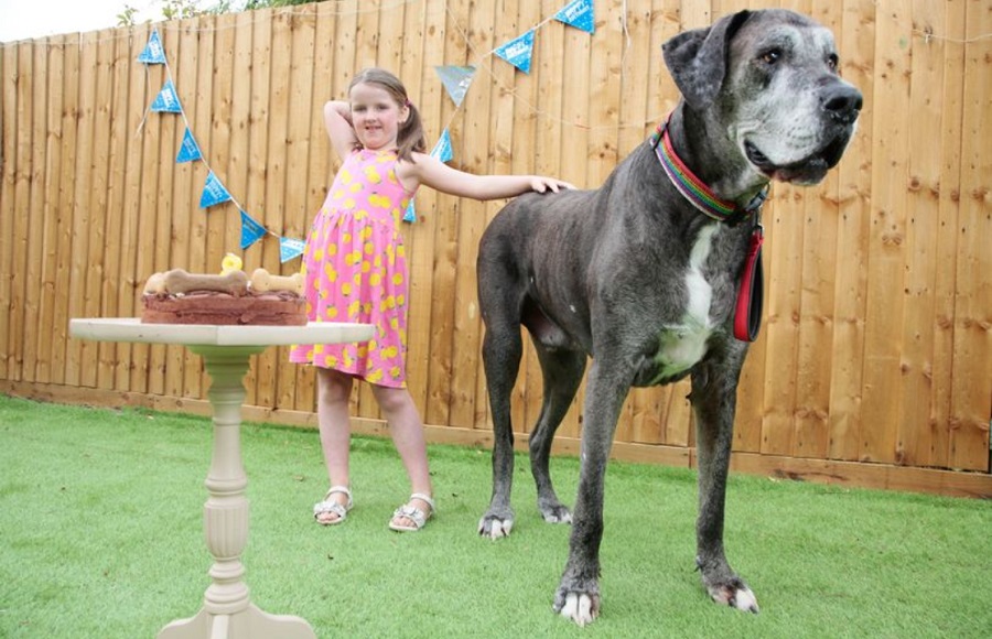 «فردی» بزرگ ترین سگ دنیا رکورد جدیدی زد