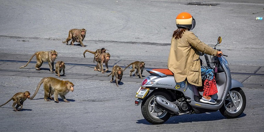 قرق شهری در تایلند توسط میمون ها به دنبال شیوع کرونا