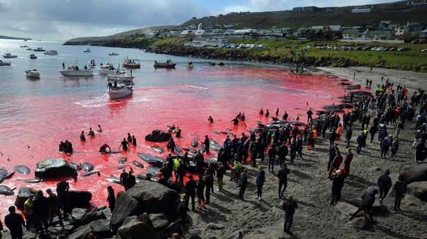 سرخ شدن آب دریا در جزایر فارو به دنبال کشتار وحشیانه بیش از ۲۵۰ نهنگ خلبان