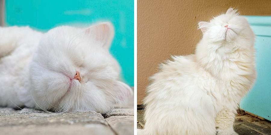 موئت؛ گربه پرشین نابینا که ستاره شبکه های اجتماعی شده