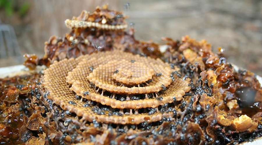 تصاویری خیره کننده از کندوهای مارپیچی گونه ای از زنبور عسل