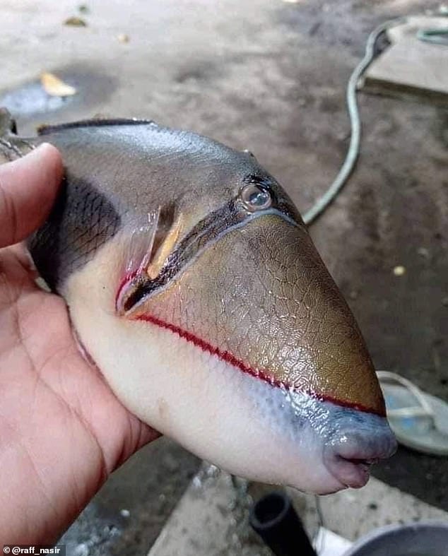 ماهی با لب های انسانی