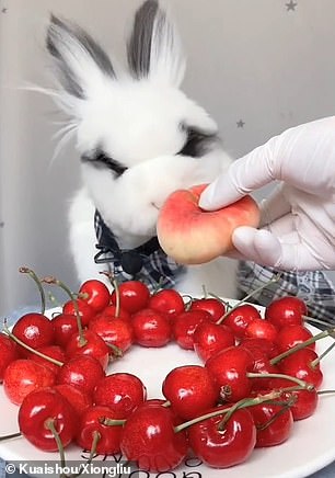 صدای میوه خوردن خرگوش