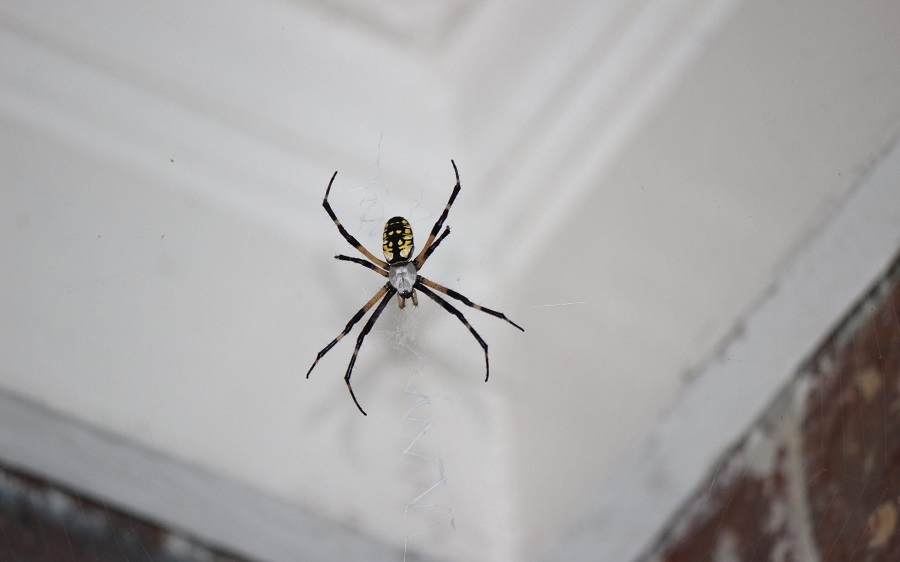 آیا باید عنکبوت های خانه را کشت؟ یک حشره شناس به شما می گوید نه!