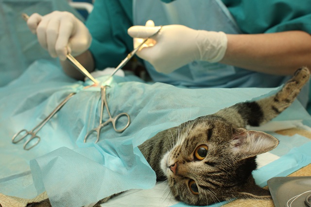 جراحی زیبایی حیوانات خانگی در ایران