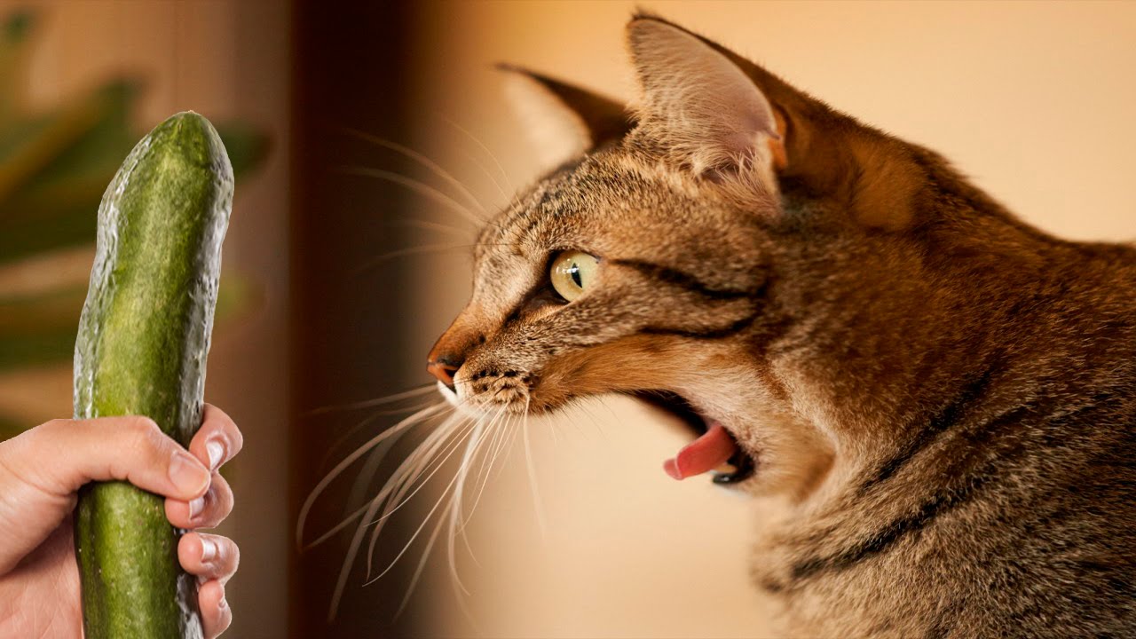 چرا گربه ها از خیار می ترسند + ویدیو