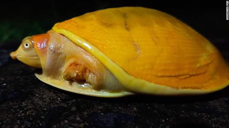 کشف یک لاکپشت زرد رنگ نادر در هند