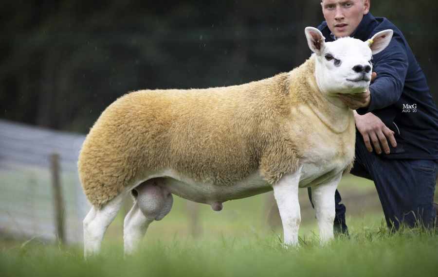 گران ترین گوسفند دنیا به قیمت نیم میلیون دلار به فروش رفت!