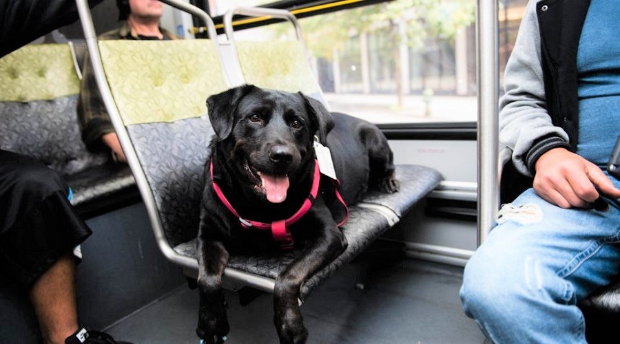 سگ خودکفایی که هر روز به تنهایی با اتوبوس به پارک می رود