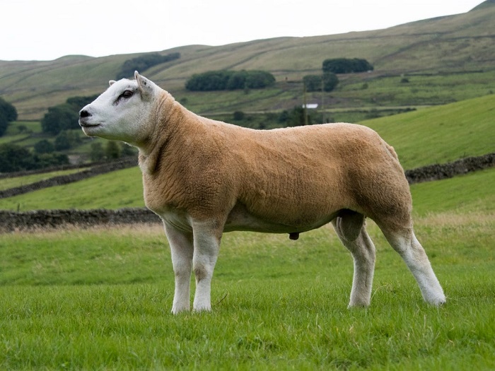 گران ترین گوسفند دنیا نیم میلیون دلار