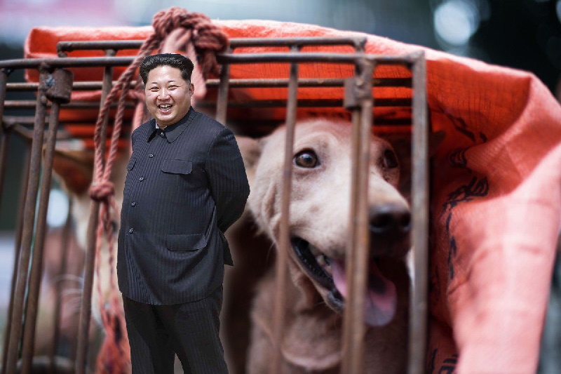رهبر کره شمالی دستور جمع آوری سگ‌های خانگی برای سیر کردن مردم گرسنه را صادر کرد