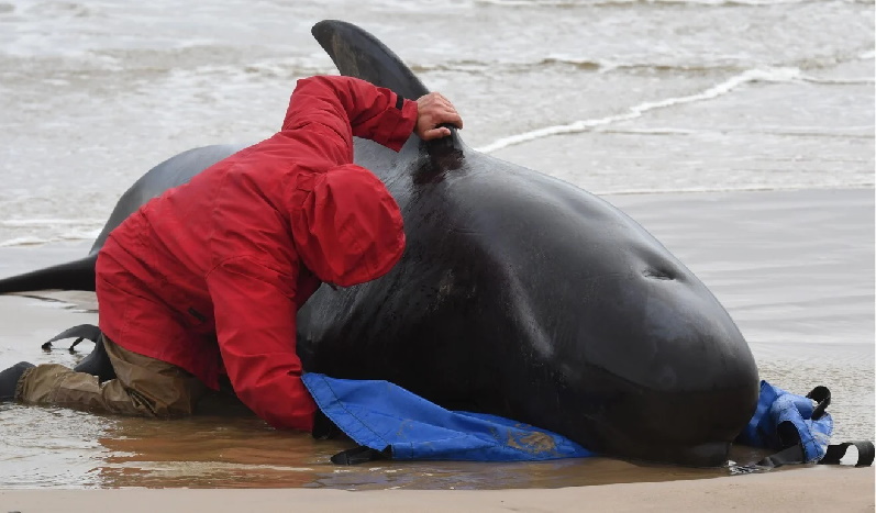 خودکشی دسته جمعی بیش از ۴۷۰ نهنگ خلبان در سواحل تاسمانی + ویدیو