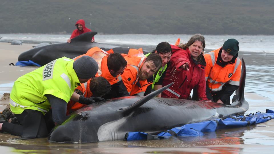 خودکشی دسته جمعی صدها نهنگ خلبان در سواحل تاسمانی