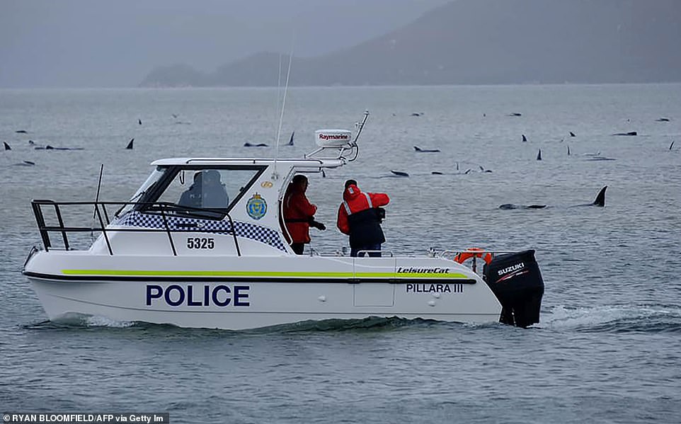خودکشی دسته جمعی صدها نهنگ خلبان در سواحل تاسمانی