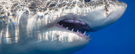 نیم میلیون کوسه برای ساخت واکسن کرونا سلاخی می شوند