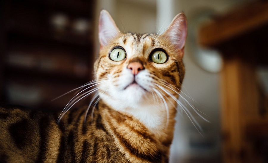 چرا گربه ها یکباره به نقطه نامعلومی خیره می شوند؟