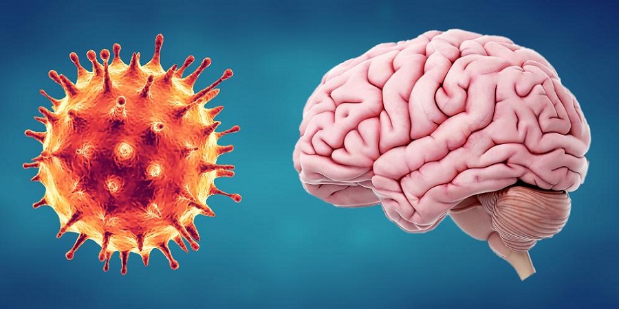 محققان: ویروس کرونا سلول های مغز را می کشد