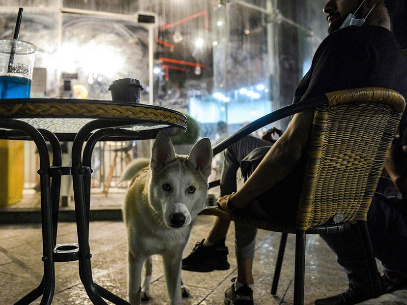 The Barking Lot؛ افتتاح اولین کافی شاپ مجاز به ورود سگ ها در عربستان سعودی