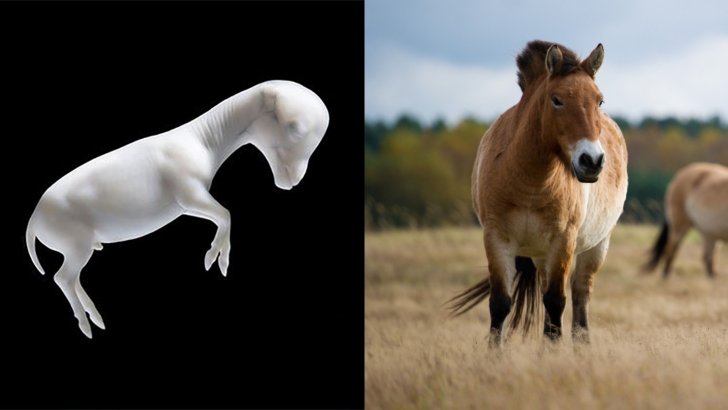اولین اسب پرزوالسکی (Przewalski) است که کلون سازی آن موفقیت آمیز است، گونه ای در حال انقراض که در استپ های آسیای مرکزی زندگی می کند.