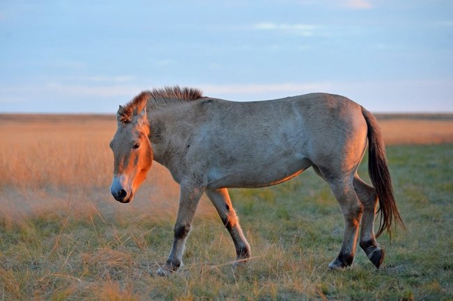 اولین اسب پرزوالسکی (Przewalski) است که کلون سازی آن موفقیت آمیز است، گونه ای در حال انقراض که در استپ های آسیای مرکزی زندگی می کند.