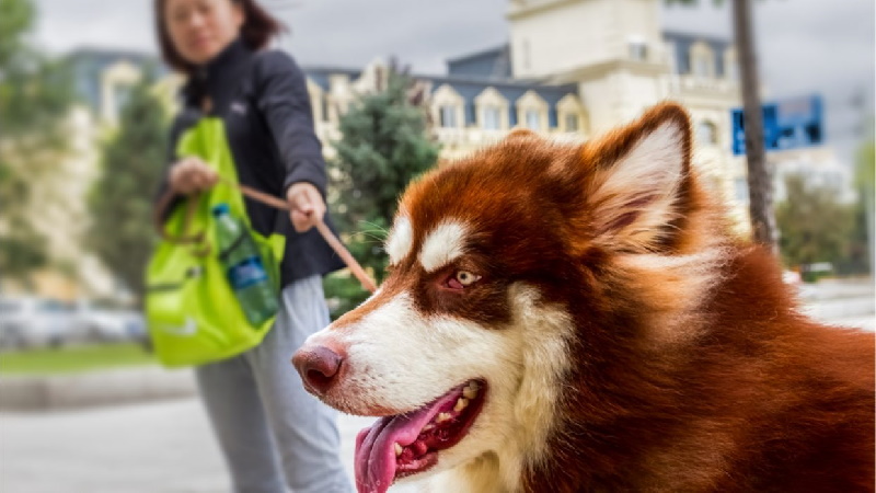 ترند بحث برانگیز و غیرانسانی فلفل خوراندن به سگ ها در چین + ویدیو