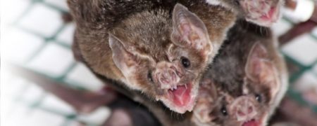 خفاش های خون آشام هنگام بیماری فاصله گذاری اجتماعی را رعایت می کنند