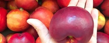 آنچه درباره واگذاری جنجالی «کشت و صنعت مغان» باید بدانیم