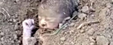 نجات معجزه آسای نوزاد زنده به گور شده در اوتارخند هندوستان + ویدیو