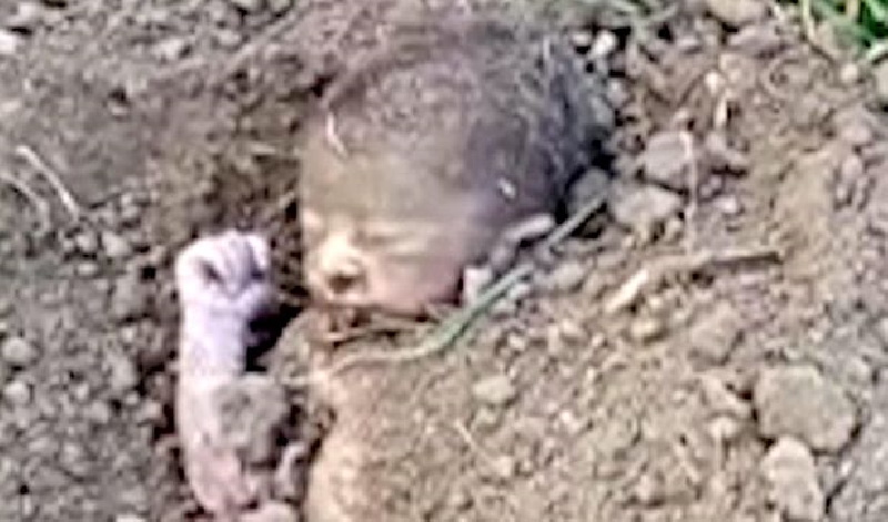 نجات معجزه آسای نوزاد زنده به گور شده در اوتارخند هندوستان + ویدیو