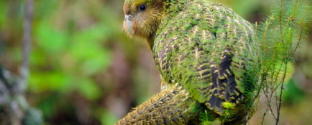 کاکاپو ؛ سنگین ترین طوطی جهان که پرنده سال ۲۰۲۰ نیوزیلند شد + ویدیو