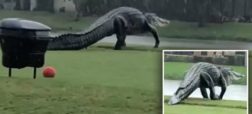 جولان تمساح غول پیکر در زمین گلفی در فلوریدا + ویدئو