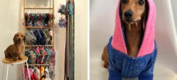 دیزی؛ سگ اینفلوئنسر اینستاگرامی که بیشتر از ۱۳۰۰ دلار لباس دارد