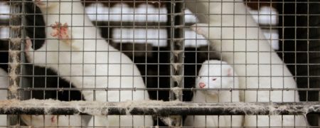 معدوم سازی ۱۷ میلیون راسو در دانمارک به دلیل ابتلا به نوع جهش یافته ویروس کرونا