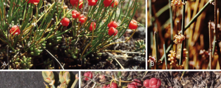 گیاه افدرین چیست و چه کاربردهایی دارد؟