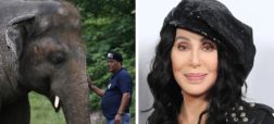 سفر «شِر» خواننده مشهور به پاکستان برای کمک به تنهاترین فیل دنیا