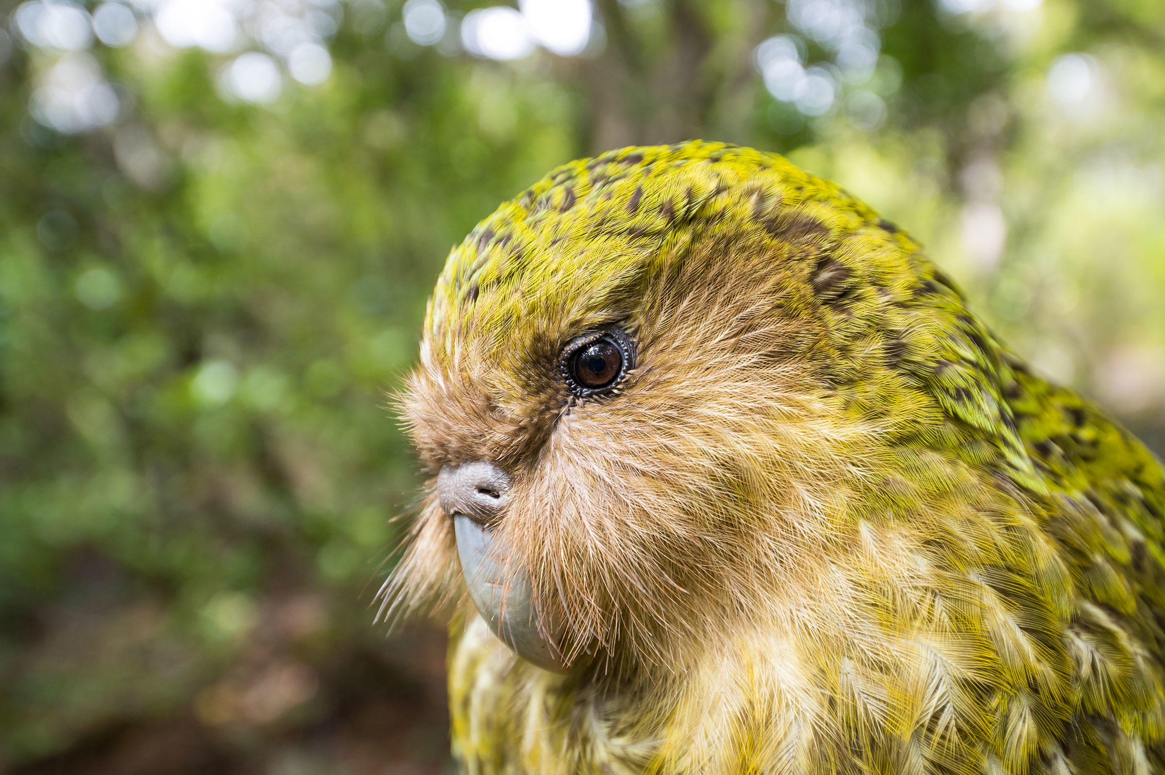 کاکاپو (kākāpō) سنگین ترین طوطی جهان است که بیشترین میزان عمر را در میان پرندگان داشته و در سال 2008 عنوان پرنده سال نیوزیلند را بدست آورد.