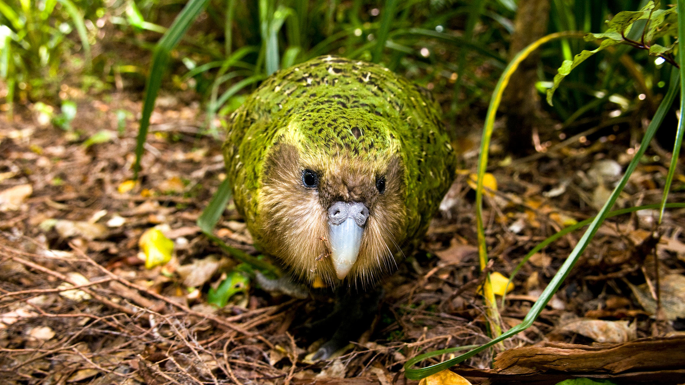 کاکاپو (kākāpō) سنگین ترین طوطی جهان است که بیشترین میزان عمر را در میان پرندگان داشته و در سال 2008 عنوان پرنده سال نیوزیلند را بدست آورد.