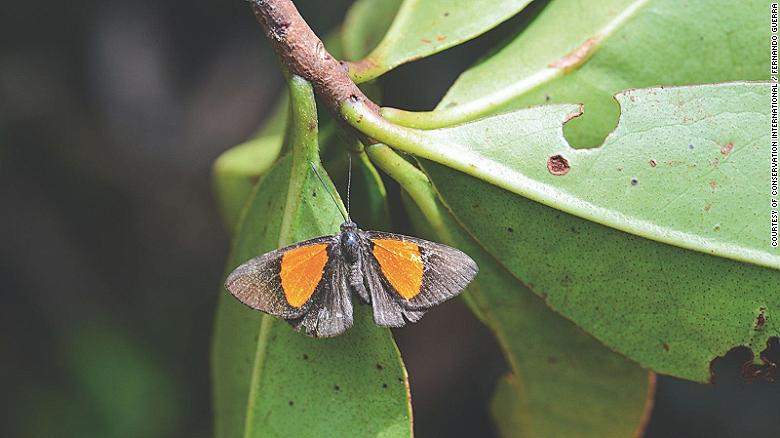 محققان بیش از 20 گونه جدید را در دره زونگو در کوه های آند بولیوی کشف کرده و تصاویری از آن ها را منتشر کرده اند که برای اولین بار دیده می شوند.