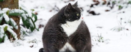 چرا در فصل زمستان چاق می شویم؟