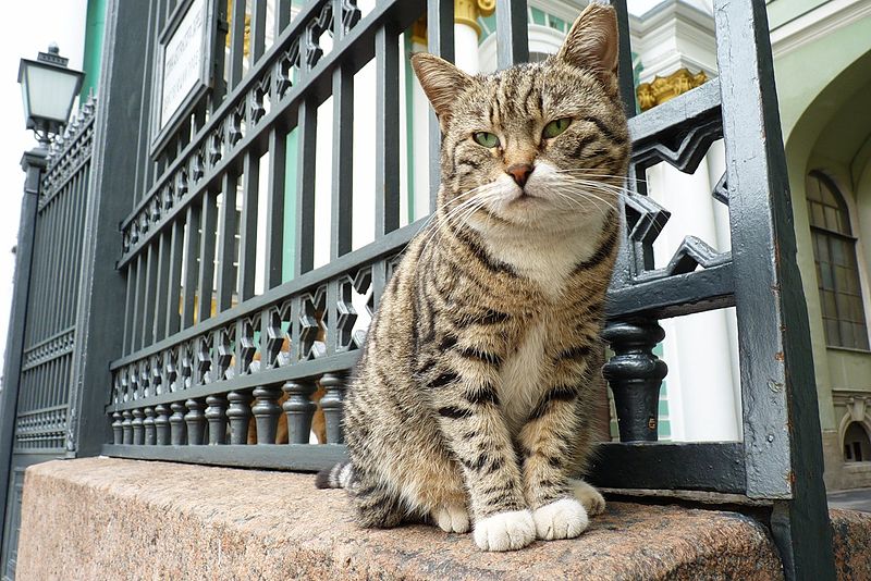یک مرد نیکوکار فرانسوی  بخشی از ثروت خود را به گروهی از گربه ها که در زیرزمین موزه Hermitage  در سنت پترزبورگ روسیه زندگ می کنند بخشیده است.