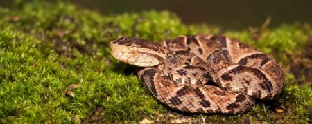 شناسایی بی‌سابقه ۲۰ گونه جانوری و گیاهی جدید در کوهستان‌های آند در بولیوی