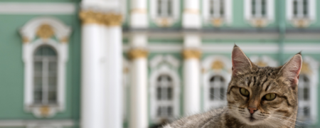 مرد فرانسوی بخشی از ثروتش را به گربه‌های موزه Hermitage در سنت پترزبورگ بخشید