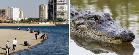 ماجرای جانور مرموز دریاچه چیتگر؛ تمساح، الیگیتور فیش یا اردک ماهی؟ + عکس