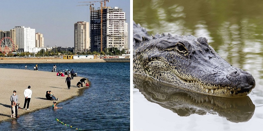 ماجرای جانور مرموز دریاچه چیتگر؛ تمساح، الیگیتور فیش یا اردک ماهی؟ + عکس