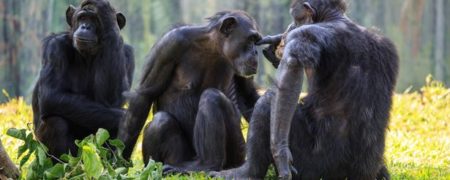 به بهانه روز جهانی پیشگیری از ایدز: اولین قربانی HIV چه کسی بود