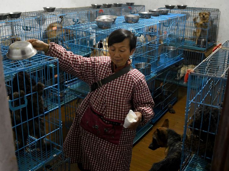 زنی به نام ون جون هونگ در چین است که عشق ورزیدن به حیوانات رها شده را وظیفه خود دانسته و اکنون مسئولیت نگهداری از هزاران حیوان خانگی را بر عهده دارد.